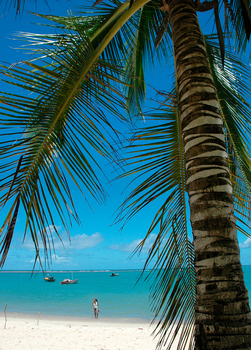 Palmskugga Brazil Fotograf Peter Steen